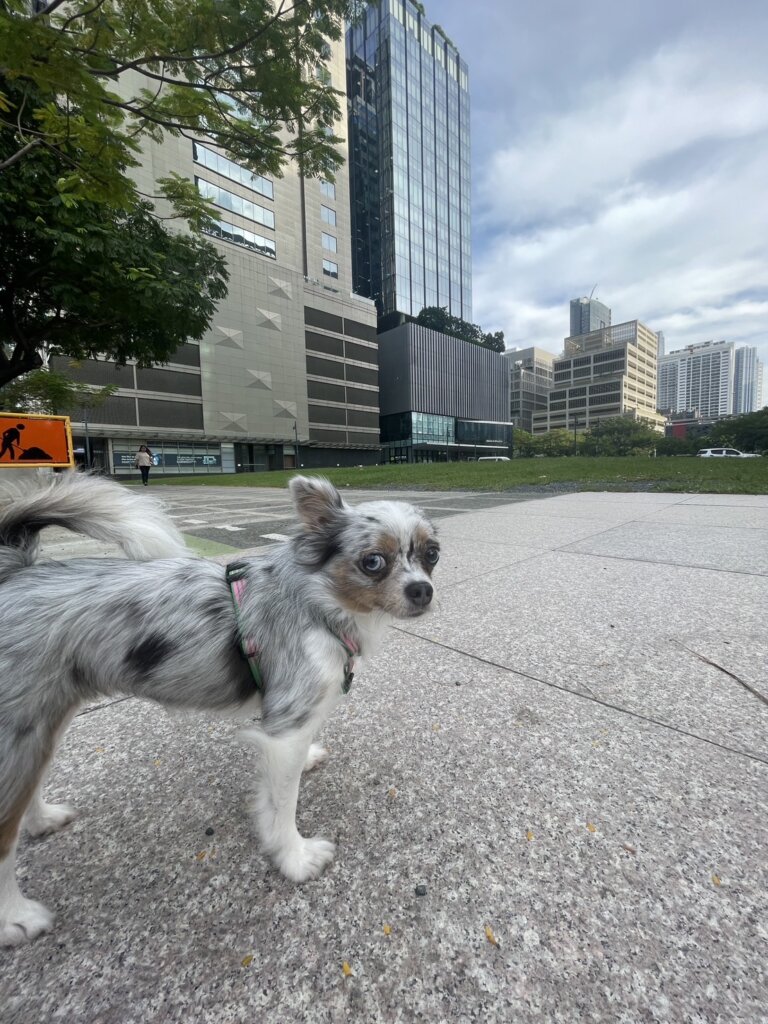 LIL