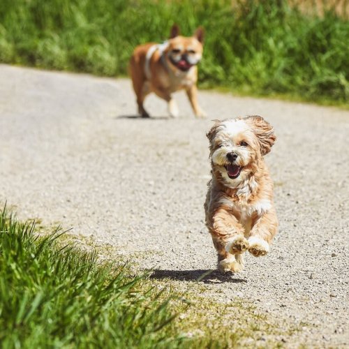 dogs, running, outdoors-7209506.jpg